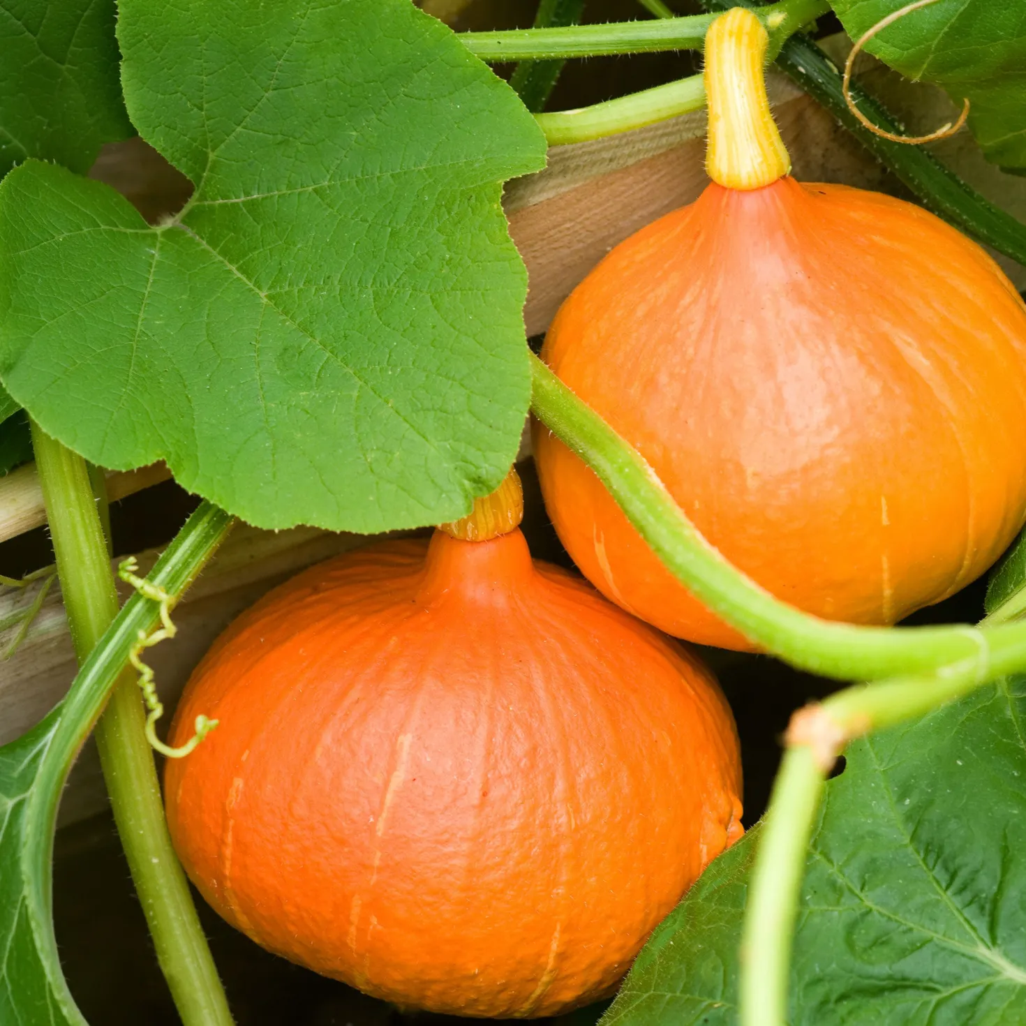 Kürbis Uchiki Kuri Bio - Ernte süß wie Maroni