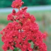 Kreppmyrte ‘Braise d’Été®’ - Blüten den ganzen Sommer