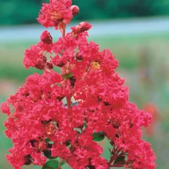 Kreppmyrte ‘Braise d’Été®’ - Blüten den ganzen Sommer