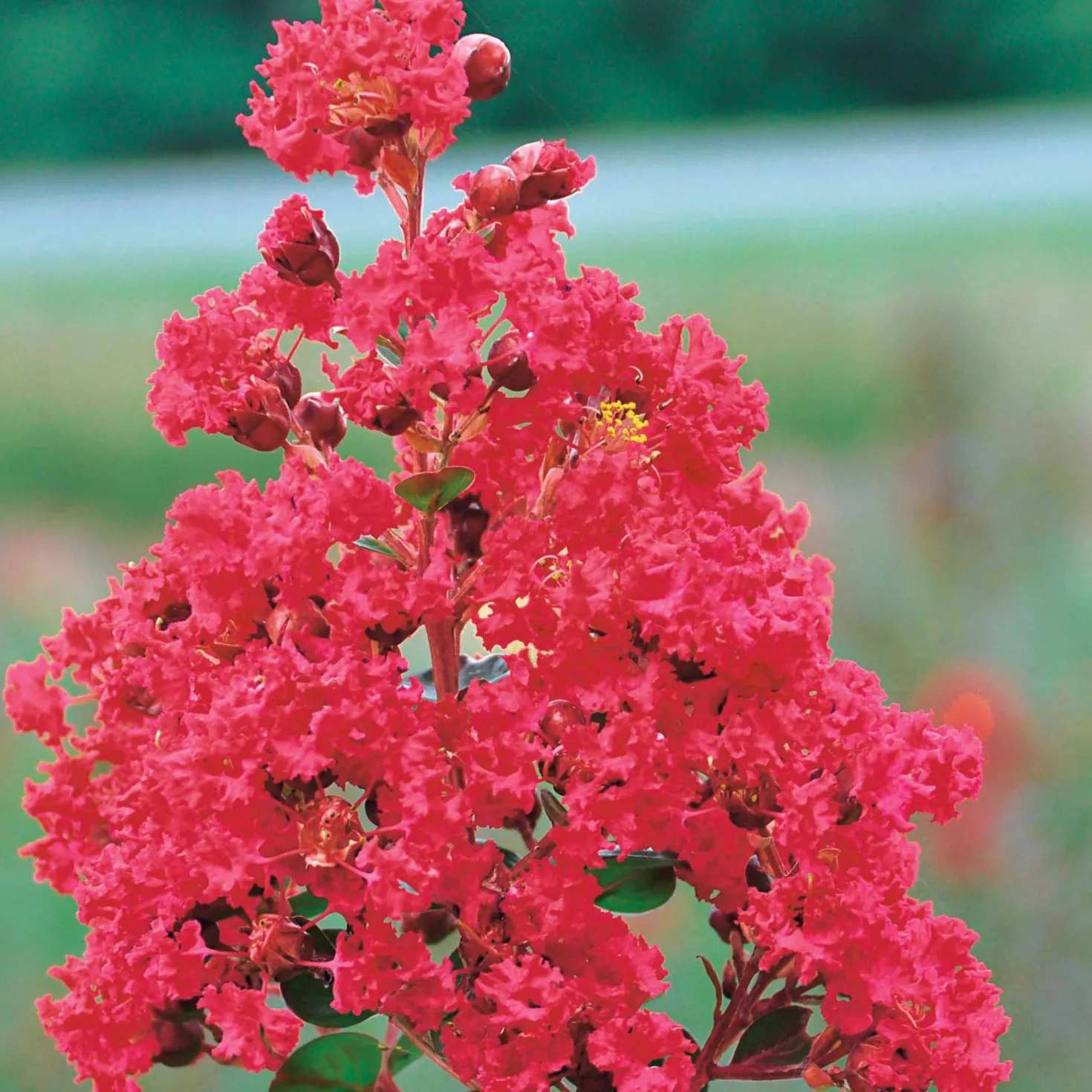 Kreppmyrte ‘Braise d’Été®’ - Blüten den ganzen Sommer