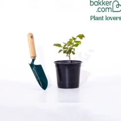 Kreppmyrte ‘Braise d’Été®’ - Blüten den ganzen Sommer