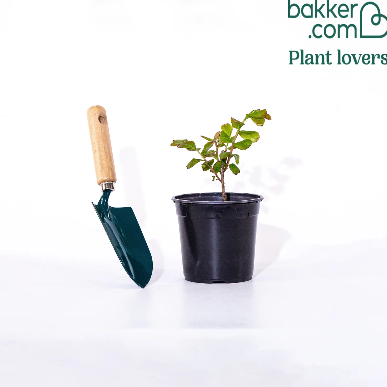 Kreppmyrte ‘Braise d’Été®’ - Blüten den ganzen Sommer