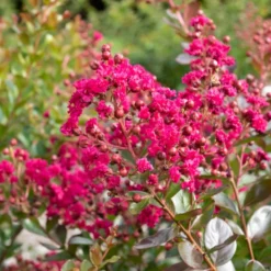 Kreppmyrte ‘Braise d’Été®’ - Blüten den ganzen Sommer