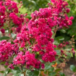 Kreppmyrte ‘Braise d’Été®’ - Blüten den ganzen Sommer