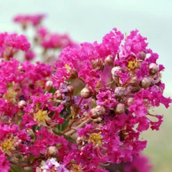 Kreppmyrte Mimie® - Fuchsia den ganzen Sommer