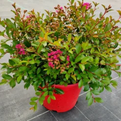 Kreppmyrte Mimie® - Fuchsia den ganzen Sommer