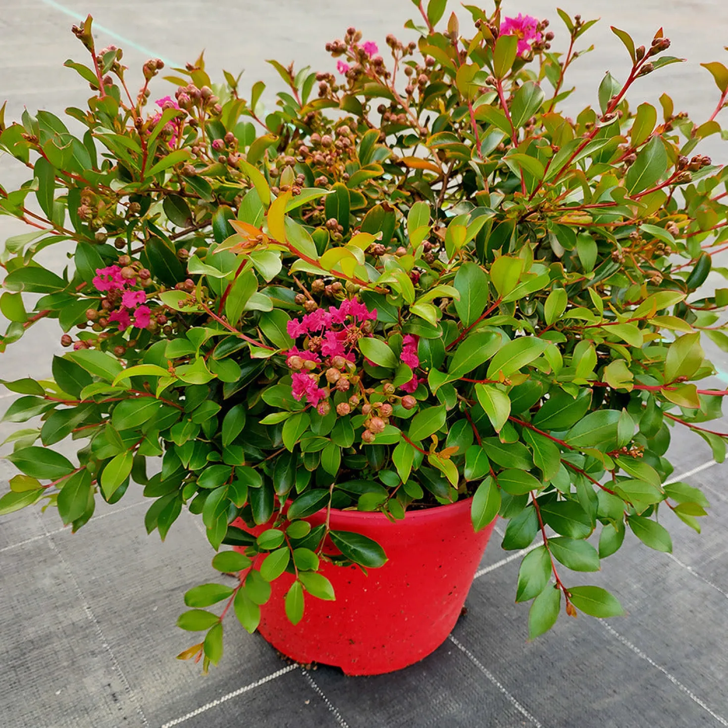 Kreppmyrte Mimie® - Fuchsia den ganzen Sommer