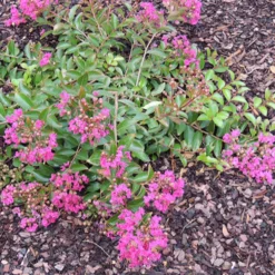 Kreppmyrte Mimie® - Fuchsia den ganzen Sommer
