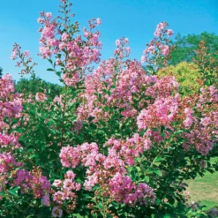 Kreppmyrte ‘Petit Pink’ - Rosa Blüten bis in den Herbst