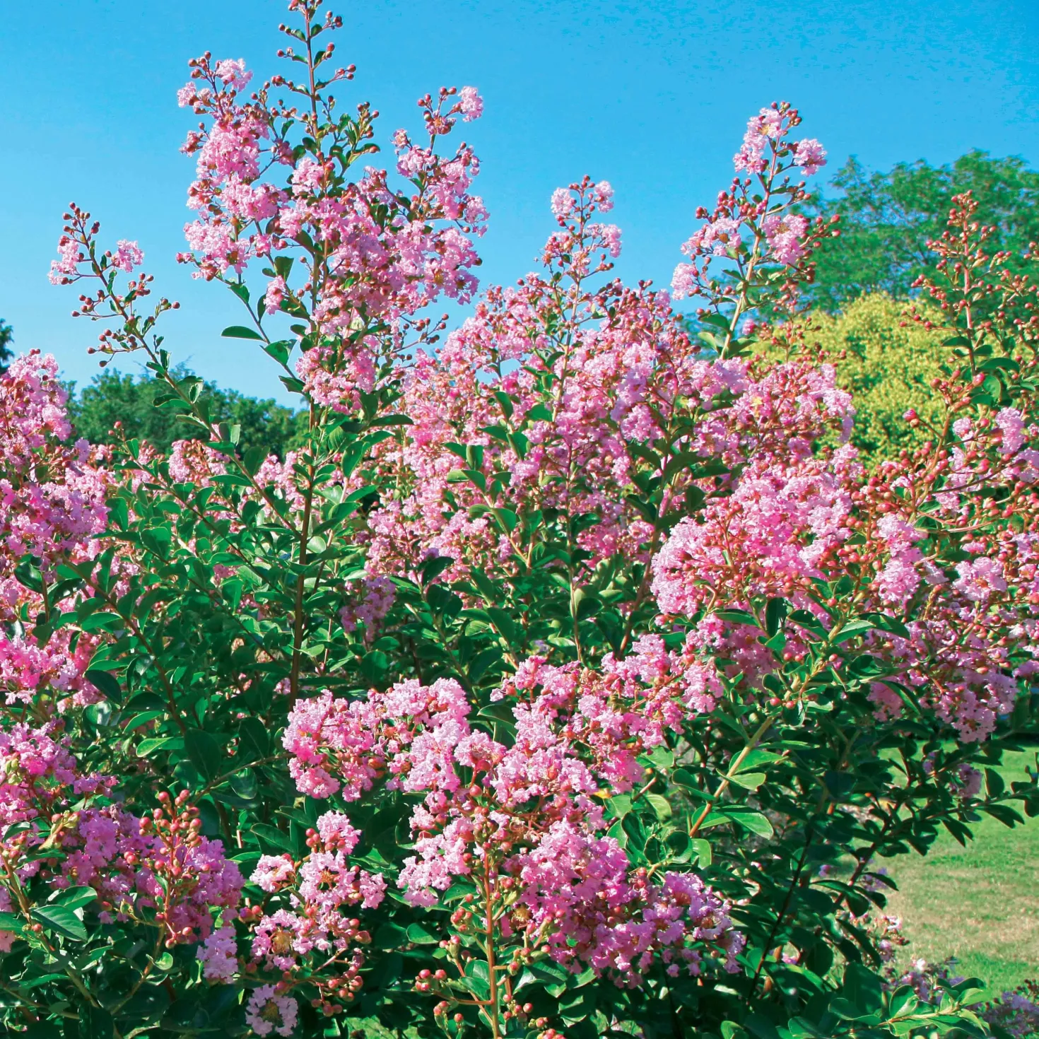 Kreppmyrte ‘Petit Pink’ - Rosa Blüten bis in den Herbst
