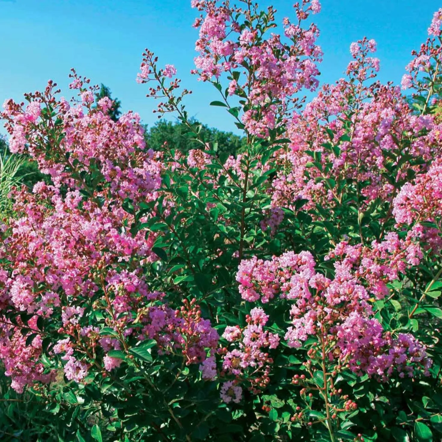 Kreppmyrte ‘Petit Pink’ - Rosa Blüten bis in den Herbst