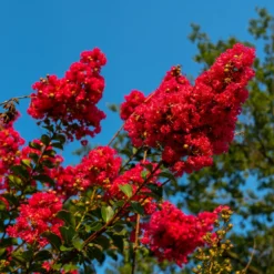 Kreppmyrte 'Red Rocket' - Feuerrote Blüten den ganzen Sommer