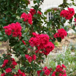 Kreppmyrte 'Red Rocket' - Feuerrote Blüten den ganzen Sommer