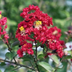 Kreppmyrte 'Red Rocket' - Feuerrote Blüten den ganzen Sommer