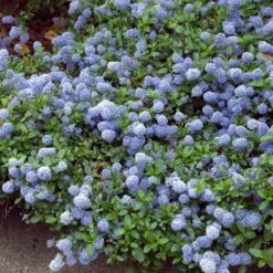 Kriechender Säckelblumenstrauch - Blauer Teppich, null Aufwand