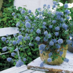 Kriechender Säckelblumenstrauch - Blauer Teppich, null Aufwand