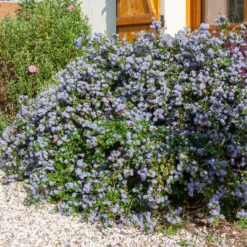 Kriechender Säckelblumenstrauch - Blauer Teppich, null Aufwand