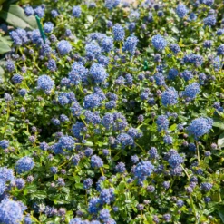 Kriechender Säckelblumenstrauch - Blauer Teppich, null Aufwand