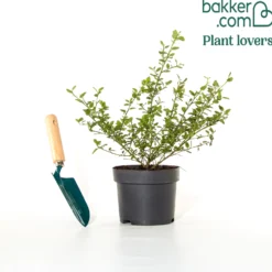 Kriechender Säckelblumenstrauch - Blauer Teppich, null Aufwand