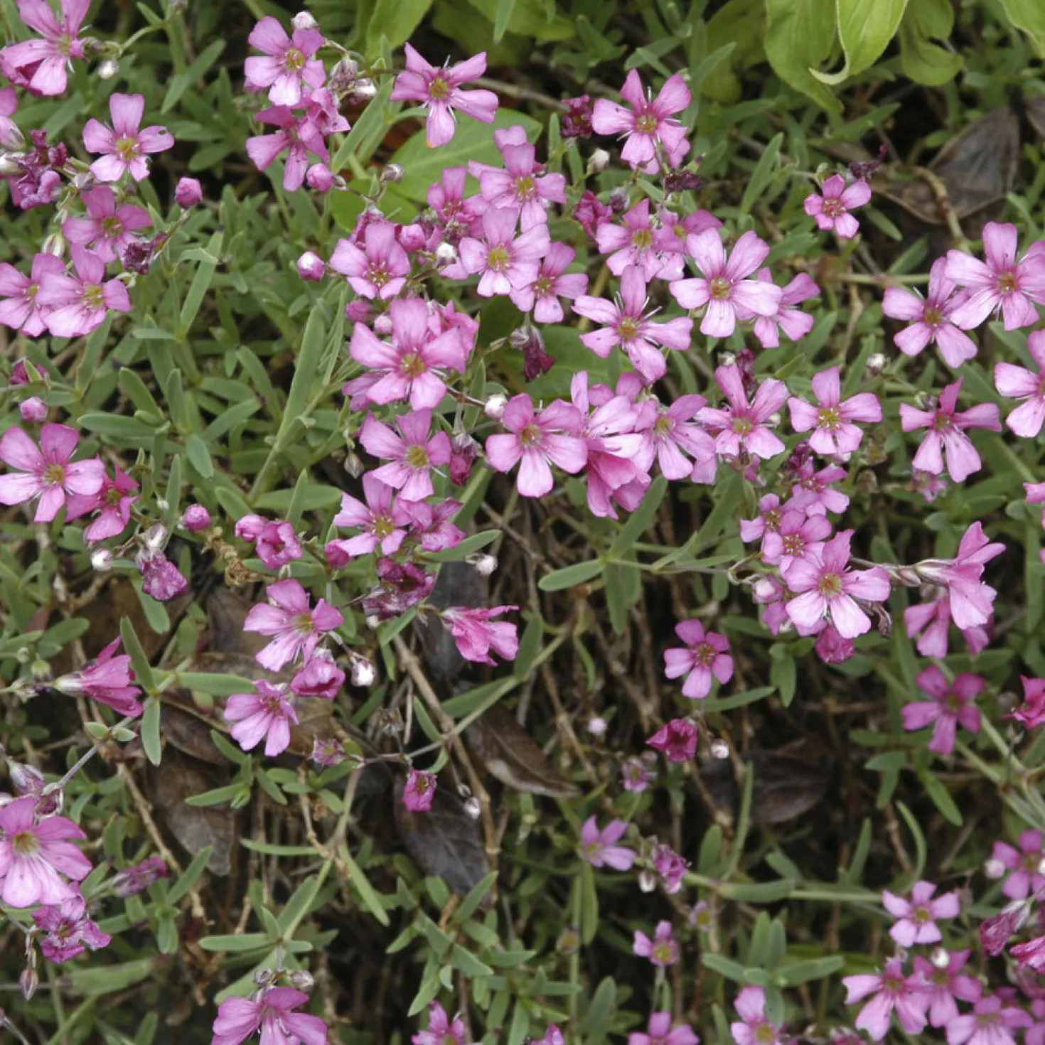 Kriechendes Schleierkraut 'Rosea' - Rosa Blütenteppich für Sonne