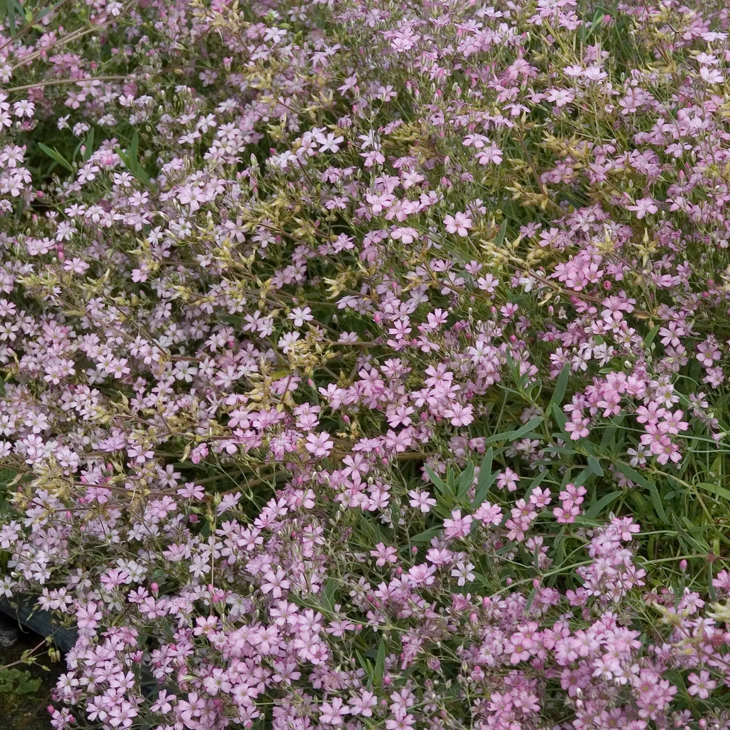 Kriechendes Schleierkraut 'Rosea' - Rosa Blütenteppich für Sonne