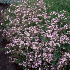 Kriechendes Schleierkraut 'Rosea' - Rosa Blütenteppich für Sonne