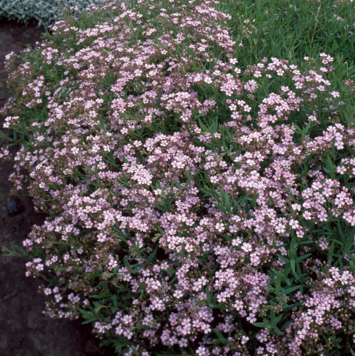 Kriechendes Schleierkraut 'Rosea' - Rosa Blütenteppich für Sonne