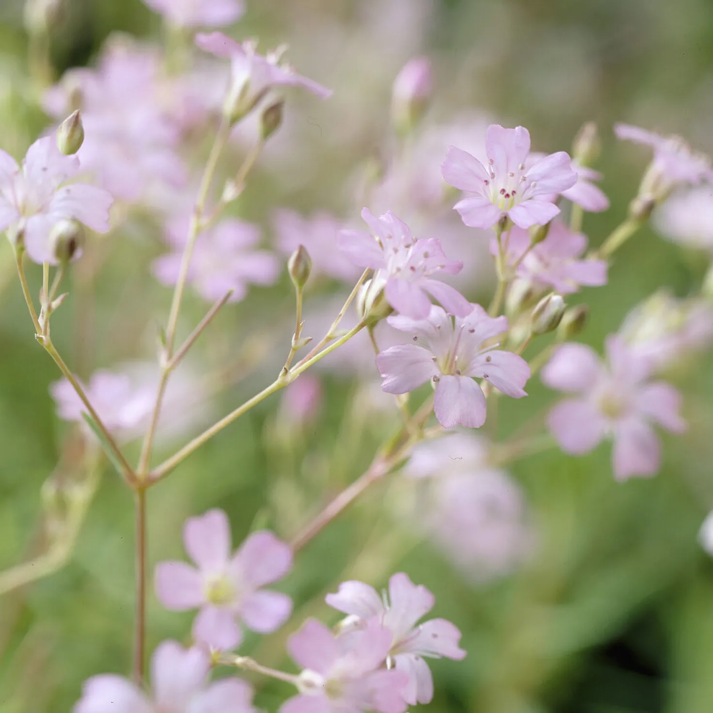 Kriechendes Schleierkraut 'Rosea' - Rosa Blütenteppich für Sonne
