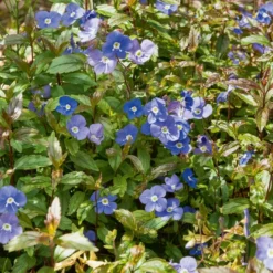 Kriechende Veronika Georgia Blue - Blauer Blütenteppich sofort