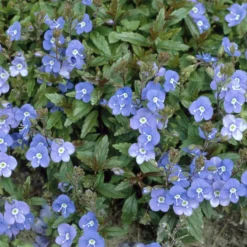Kriechende Veronika Georgia Blue - Blauer Blütenteppich sofort