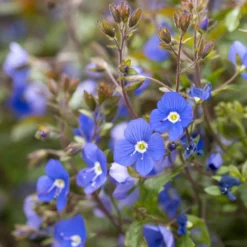Kriechende Veronika Georgia Blue - Blauer Blütenteppich sofort