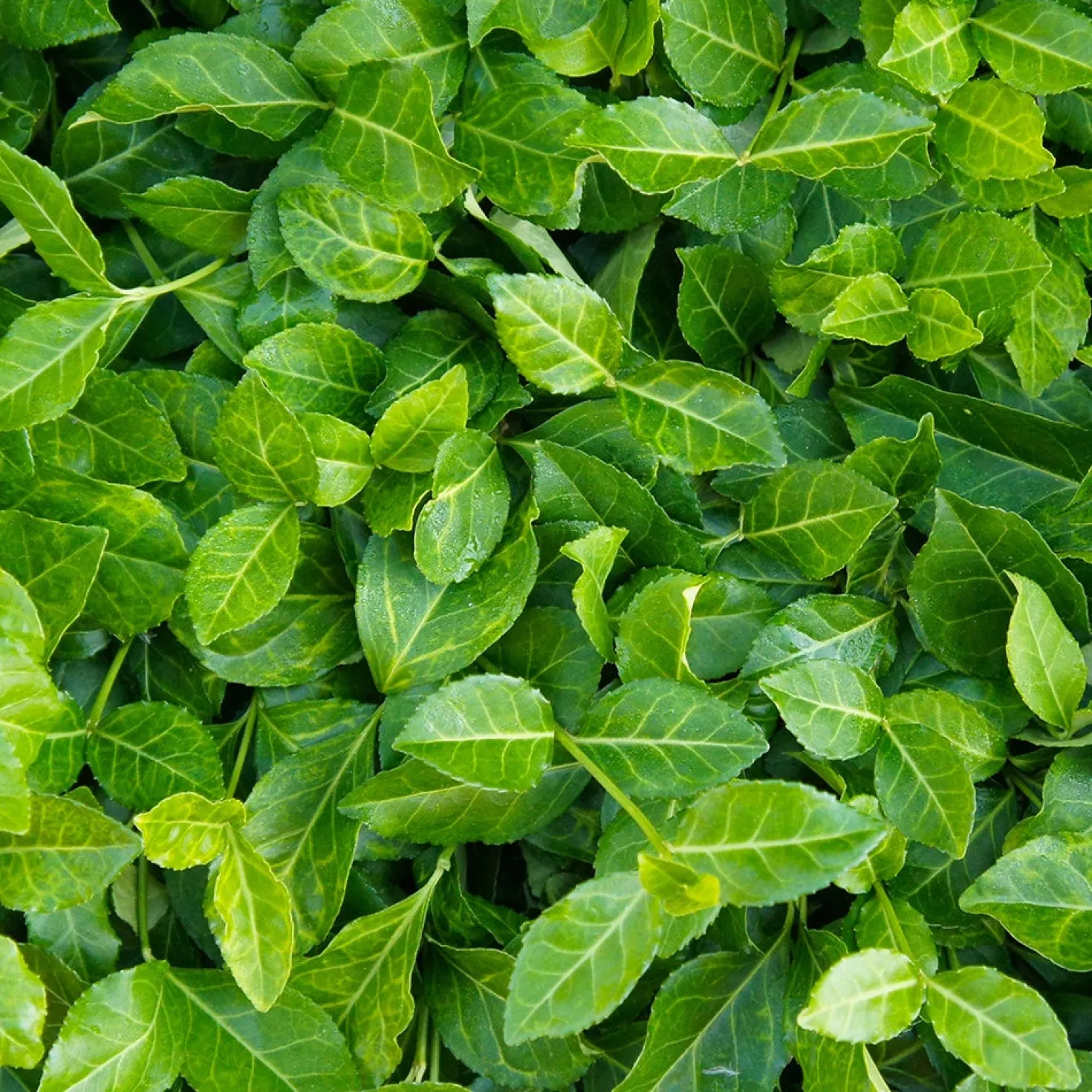 Kriechspindel Coloratus - Ganzjährig grün, im Herbst rot