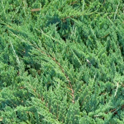 Kriech-Wacholder Blue Chip - Blauer Teppich ohne Mühe