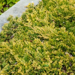 Kriech-Wacholder Golden Carpet - Goldener Teppich das ganze Jahr