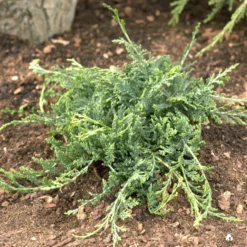 Kriech-Wacholder Wiltonii - Blauer Teppich ohne Mühe