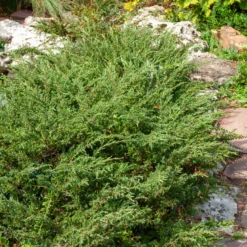 Kriech-Wacholder Wiltonii - Blauer Teppich ohne Mühe