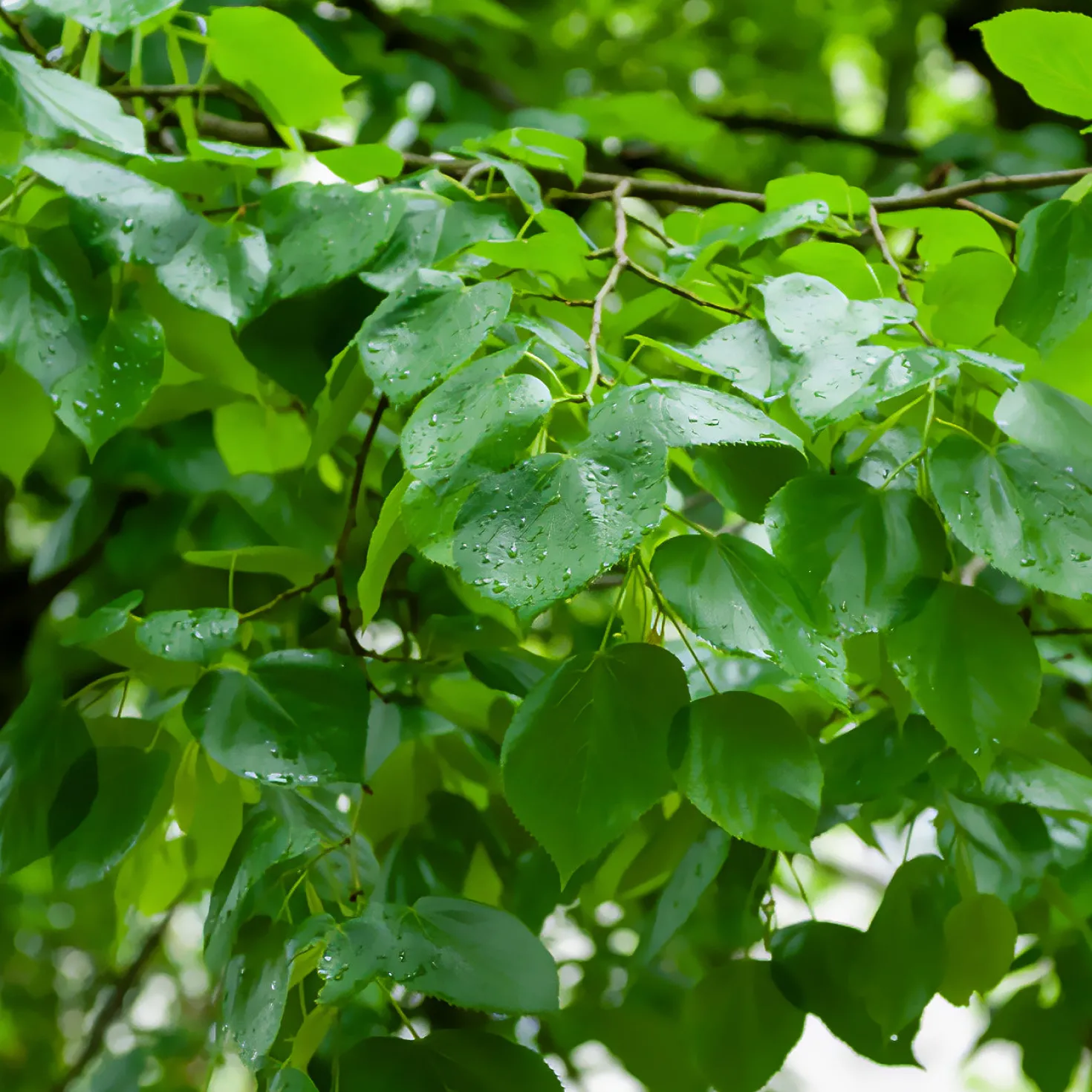 Krim-Linde Euchlora - Schnell schattig und duftend