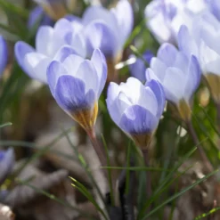 Krokus 'Blue Pearl' (x10) - Der erste Frühlingsgruß