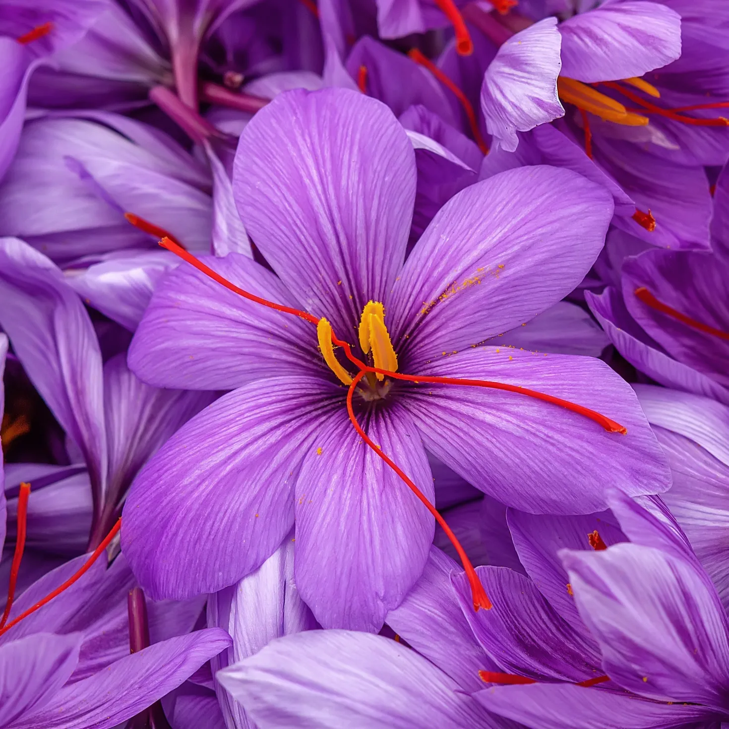 Krokus Crocus sativus (x10) - Safran aus dem Garten