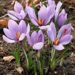 Krokus Crocus sativus (x10) - Safran aus dem Garten