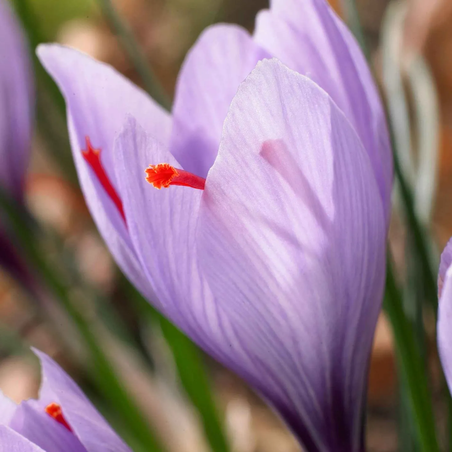 Krokus Crocus sativus (x10) - Safran aus dem Garten