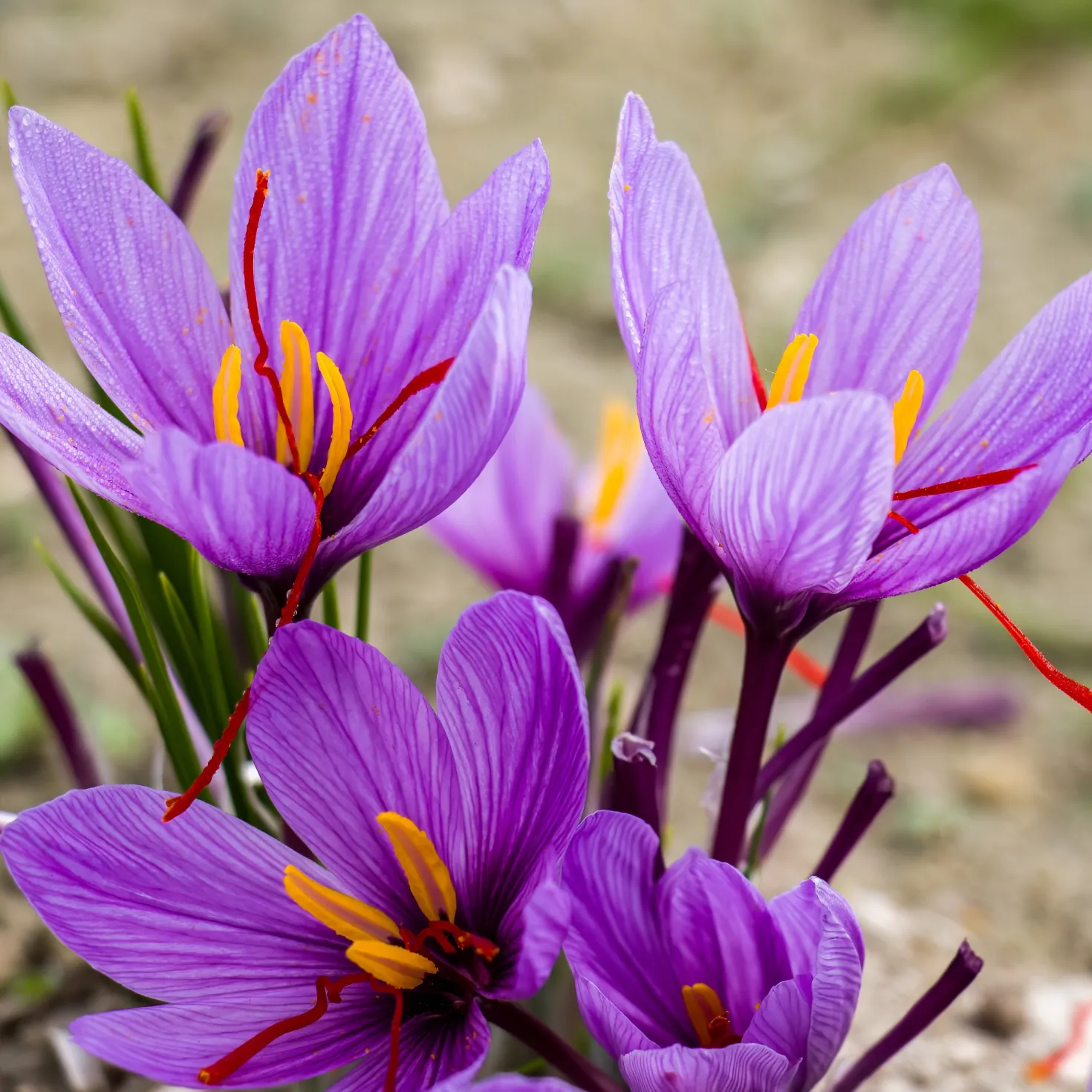Krokus Crocus sativus (x10) - Safran aus dem Garten
