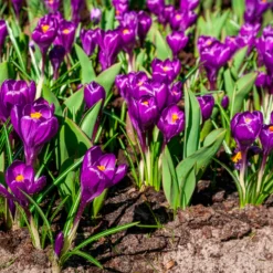 Krokus ‘Flower Record’ (x15) - Der erste Frühlingsgruß
