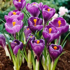 Krokus ‘Flower Record’ (x15) - Der erste Frühlingsgruß