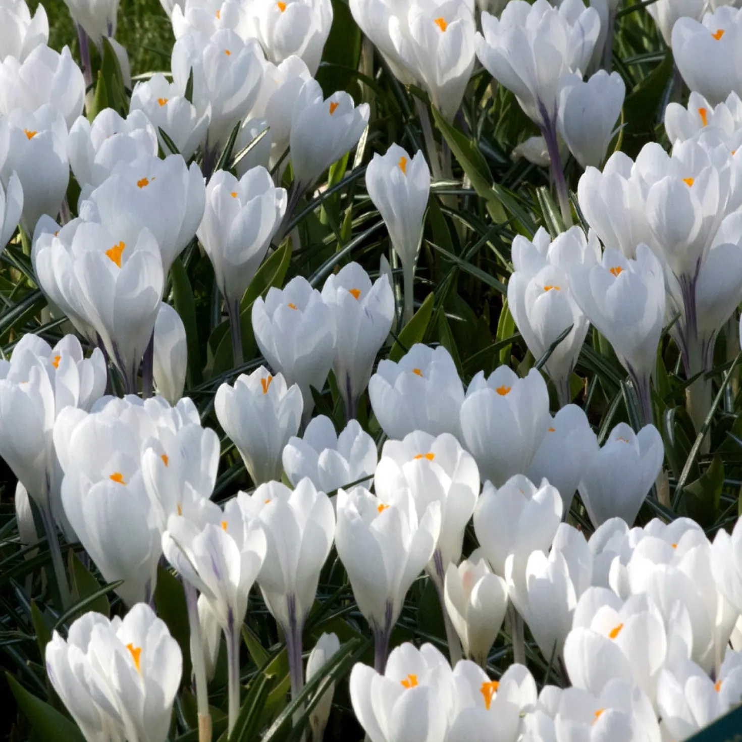 Krokus 'Jeanne d'Arc' (x10) - Weiße Blüten ab Februar