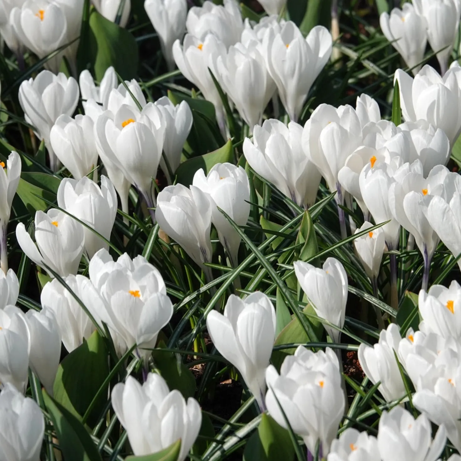 Krokus 'Jeanne d'Arc' (x10) - Weiße Blüten ab Februar