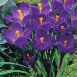 Krokus-Mischung mehrfarbig (x60) - Der erste Frühling im Garten