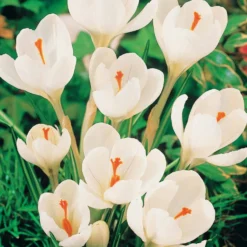 Krokus-Mischung mehrfarbig (x60) - Der erste Frühling im Garten