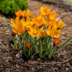 Krokus 'Orange Monarch' (x15) - Oranges Blütenfeuer im Februar