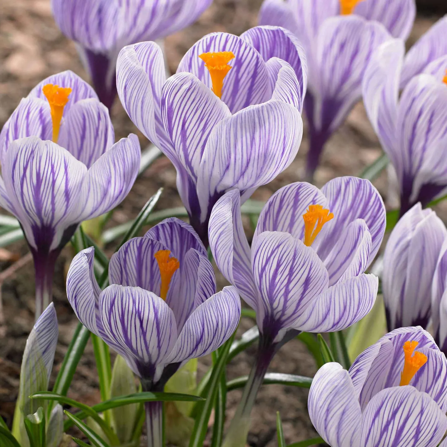 Krokus 'Pickwick' (x15) - Gestreifte Frühlingsboten
